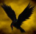 Black~Crow