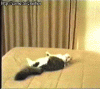BadKitty.gif