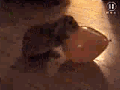 Click image for larger version

Name:	Bunny%20Pops%20Balloon.gif
Views:	274
Size:	112.8 KB
ID:	396665