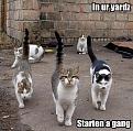 Click image for larger version

Name:	in-ur-yardz-starten-a-gang.jpg
Views:	197
Size:	54.5 KB
ID:	397067