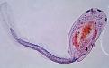 Click image for larger version

Name:	tadpole.jpg
Views:	133
Size:	14.0 KB
ID:	397913