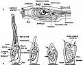 Click image for larger version

Name:	TunicateLifeCycle.jpg
Views:	340
Size:	74.0 KB
ID:	397915