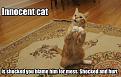 Innocent_cat.jpg