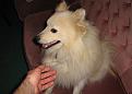 Newdog.jpg