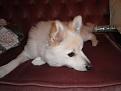 Click image for larger version

Name:	Max chilling.jpg
Views:	146
Size:	131.4 KB
ID:	399526