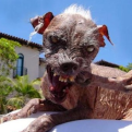 G_Dog.png